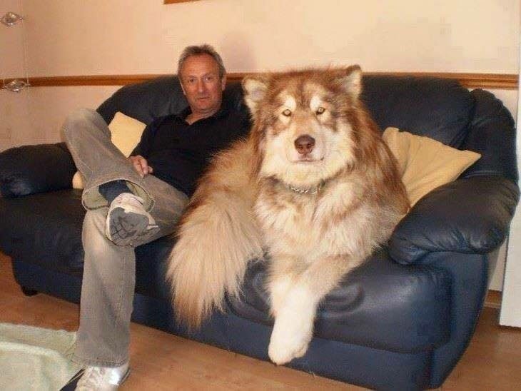 صور اكبر الكلاب في العالم