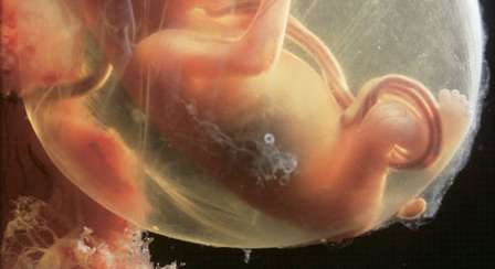 الحمل ومراحل نمو الجنين في الأسبوع الخامس عشر