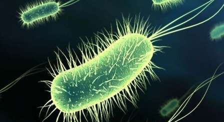 دراسة: بكتيريا التربة علاج لبعض أنواع السرطانات