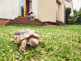 كيفية تربية السلاحف في المنزل