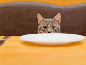 ماذا تاكل القطط