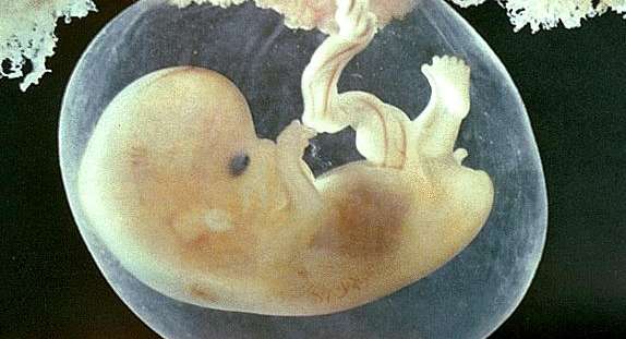 الحمل ومراحل نمو الجنين في الأسبوع السادس