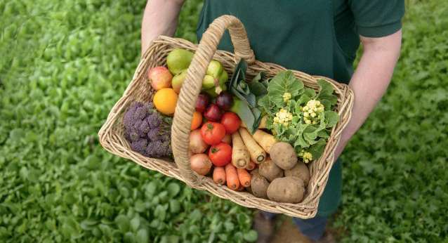 Basket, Plant, Person