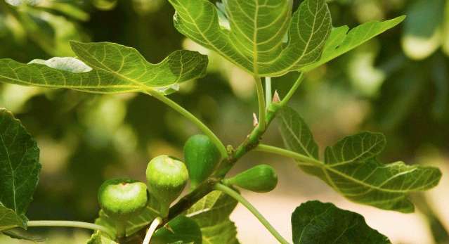 Plant, Leaf, Fruit