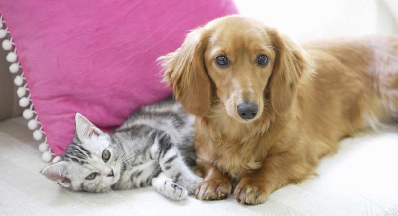 هل القطط اذكى من الكلاب