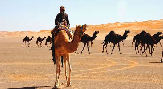 فيروس كورونا السعودية| علاقة الابل بفيروس الكورونا
