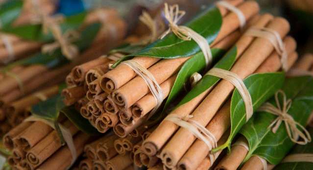Plant, Bamboo, Bamboo Shoot