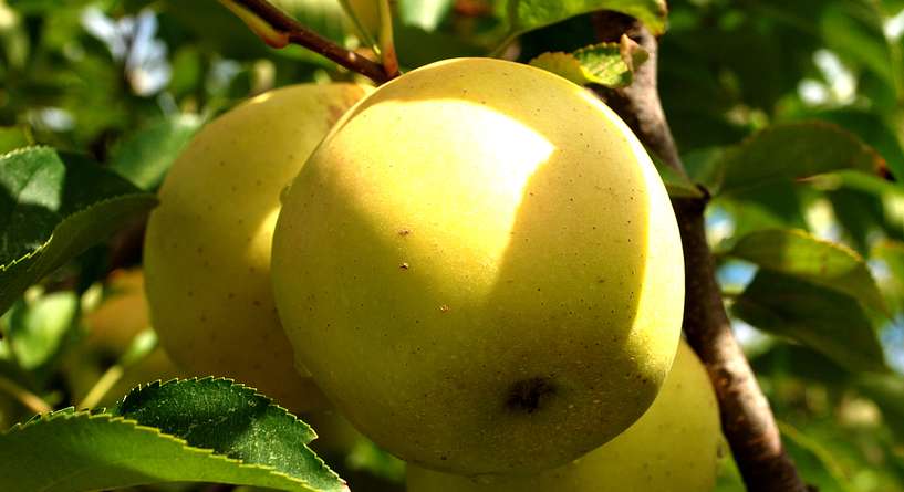 علماﺀ يفكّون الشيفرة الجينية للتفاح