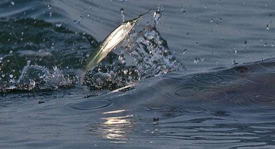 سمكة تقتل سعودياً في بحر الخليج العربي | غرق،سمكة الحاقول -الخرم