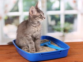 نصيحة حول كيفية تدريب القطط الجديدة على استخدام صندوق الفضلات