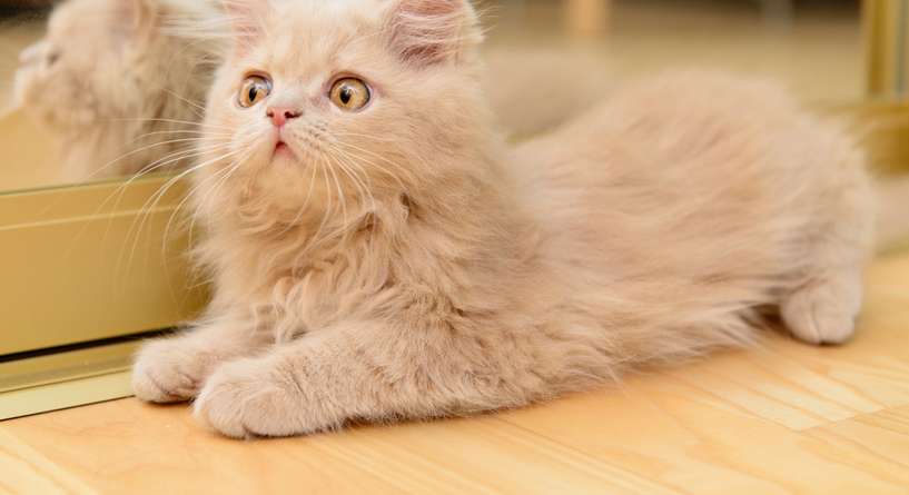 نشاطات مسلية للقطط