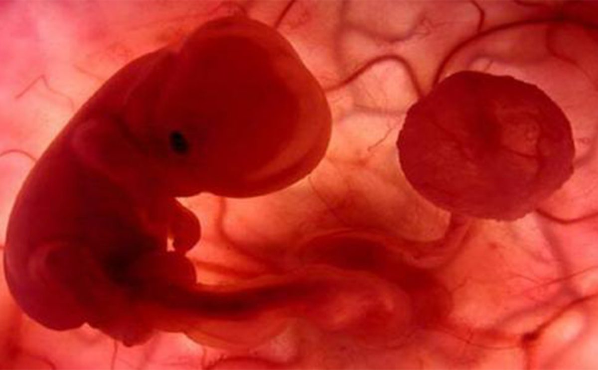 مراحل نمو الجنين في الرحم بالصور