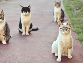 ما هي انواع القطط