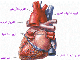 السمنة قنبلة موقوتة لصحة قلوب أطفالنا