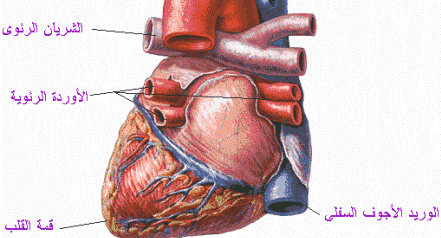 السمنة قنبلة موقوتة لصحة قلوب أطفالنا