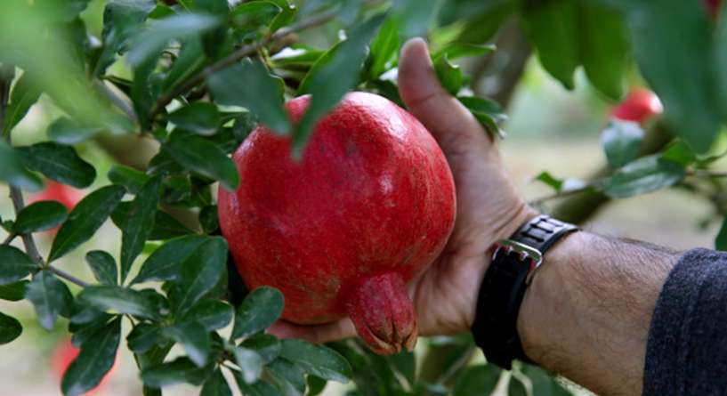 اكتشفي ما فوائد الرمان للحيوانات المنوية وانواع فواكه تعزز الخصوبة!