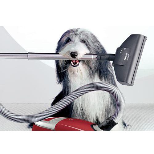 vaccuum dog