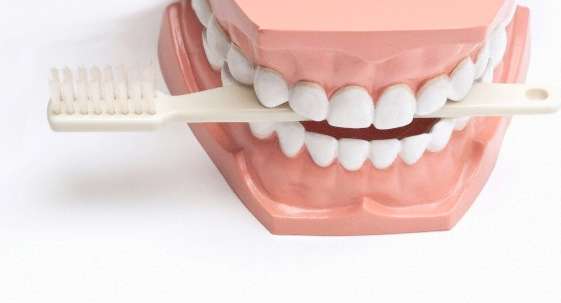 Jaw, Teeth, Mouth