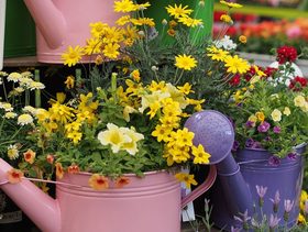 Plant, Flower, Blossom