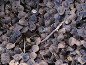 طريقة استخدام عشبة القرض لتضييق المهبل 