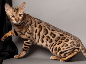 صور أغرب أنواع الحيوانات المهجنة