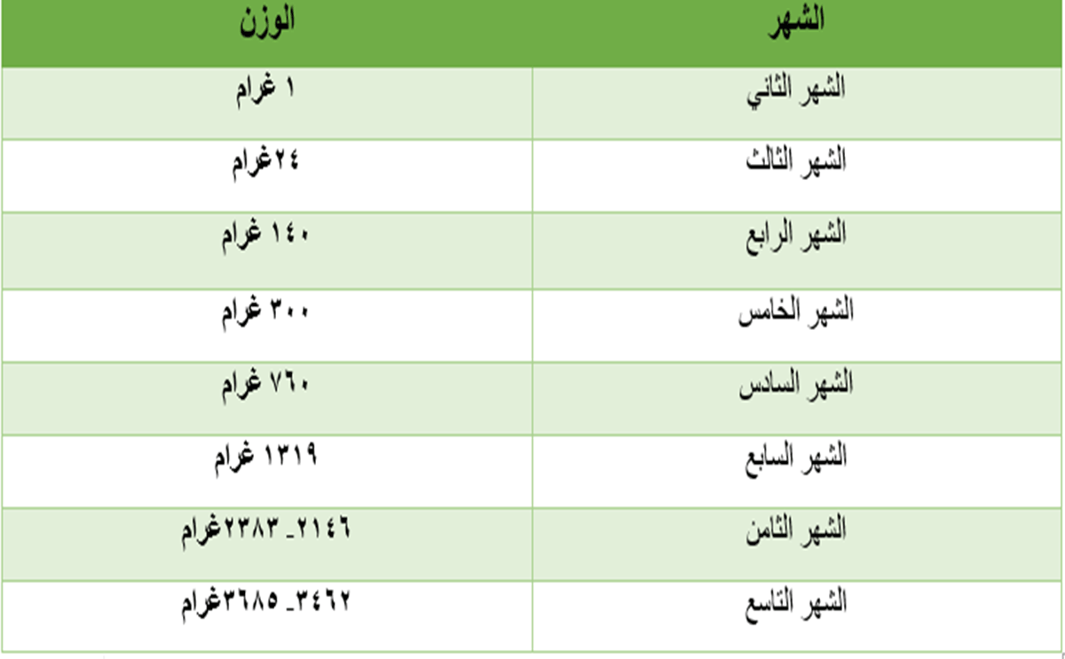 جدول وزن الجنين بالشهور