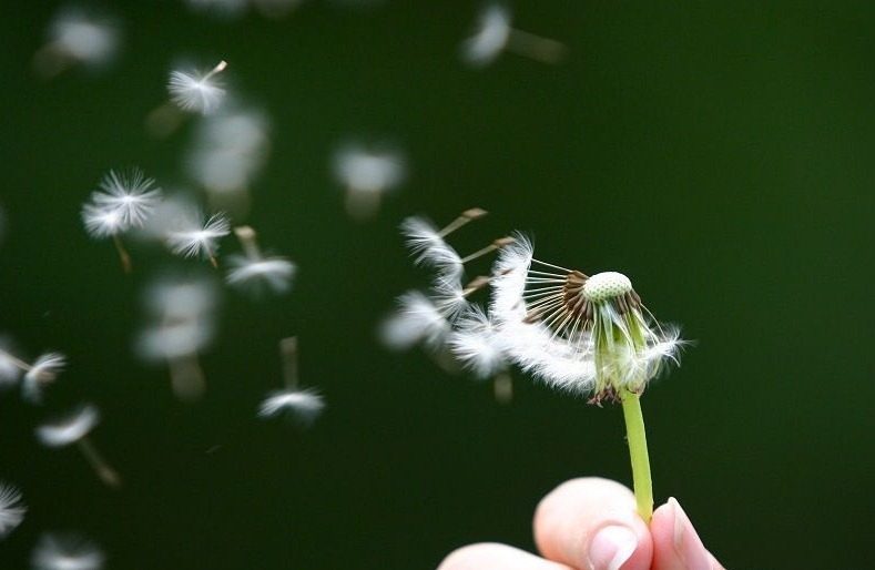 white dandelion