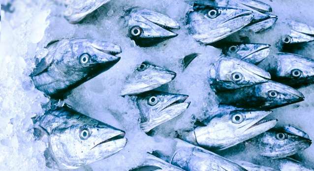 Fish, Animal, Coho