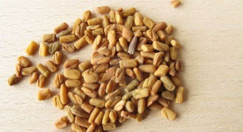 هكذا تستفيدين من الحلبة لزيادة الوزن!