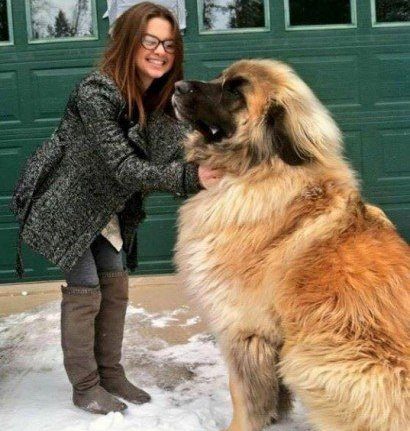 صور اكبر الكلاب في العالم