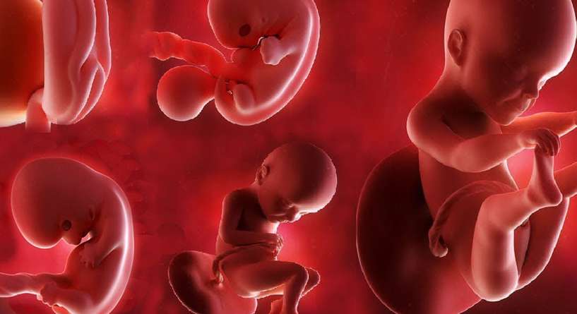 اليك خطوات نمو الجنين داخل الرحم يحسب فصول الحمل!