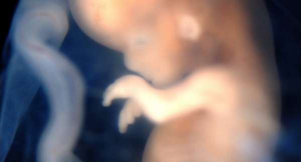 الحمل ومراحل نمو الجنين في الأسبوع الثامن عشر
