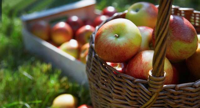 Apple, Plant, Fruit