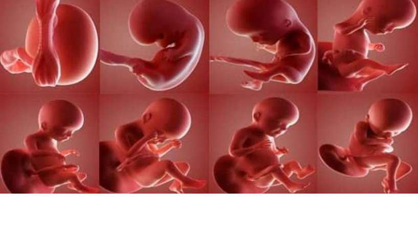 اليك مراحل تكوين الجنين بالتفصيل