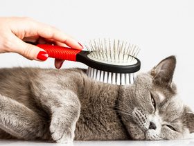 معلومات مهمة عن كرات الشعر لدى القطط