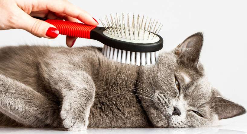 معلومات مهمة عن كرات الشعر لدى القطط