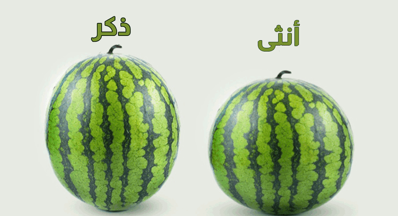 البطيخ ذكر و أنثى 