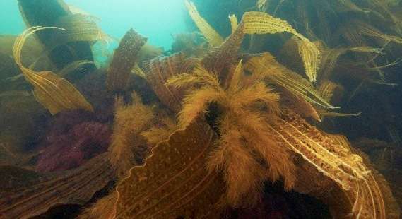 Seaweed, Painting, Art