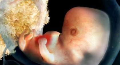 الحمل ومراحل نمو الجنين في الأسبوع الخامس