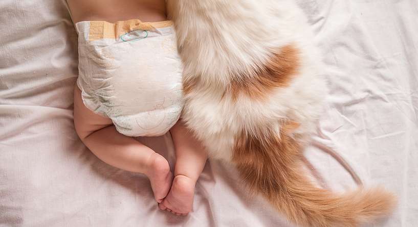نصائح لاعداد القطة لقدوم الطفل الجديد