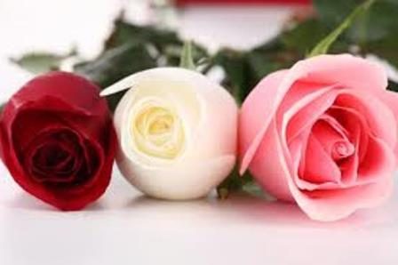 معاني الورود في الحب