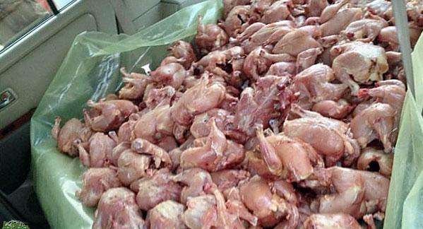 ضيط دجاج فاسد في السعودية | اطعمة فاسدة، صحة، تهريب