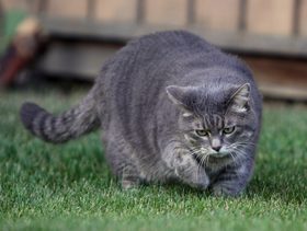 كيفية وصول القطة السمينة إلى الوزن المثالي