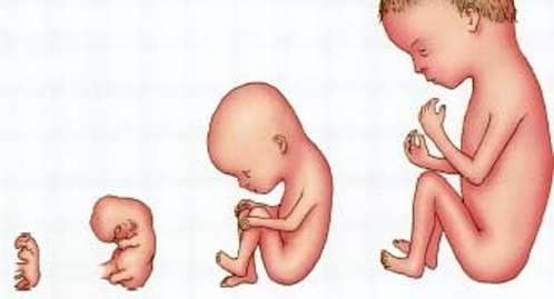 الحمل ومراحل نمو الجنين في الأسبوع الثاني والعشرين