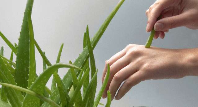 Person, Human, Plant