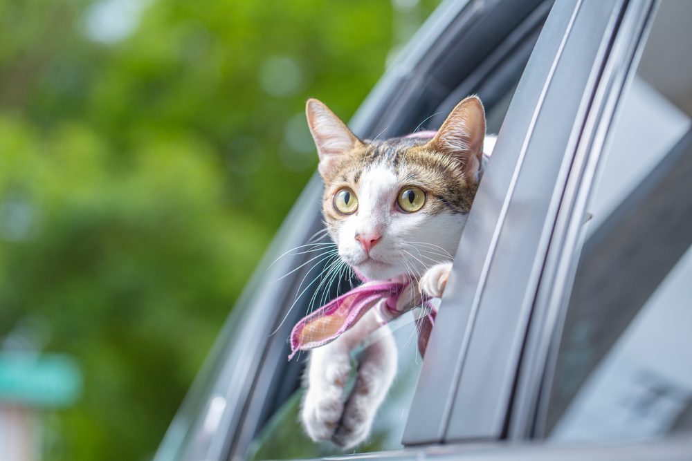 كيفية الحفاظ على سلامة القطة اثناء السفر بالسيارة