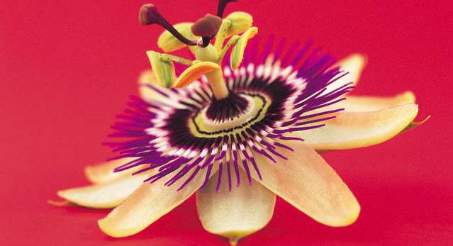 Plant, Pollen, Petal
