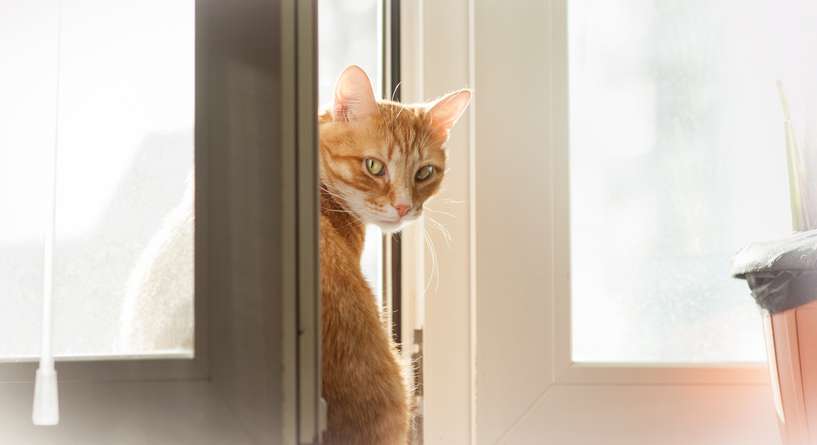 نصيحة حول كفية منح القطط من الشقوط من نافذة مفتوحة