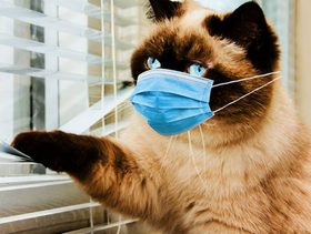 هل يصيب فيروس كورونا القطط وما هي اعراضه؟