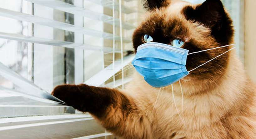 هل يصيب فيروس كورونا القطط وما هي اعراضه؟